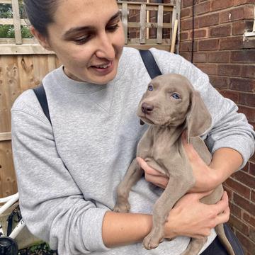 Photo from “2020: PPE, Modular Construction & A Weimaraner Puppy”